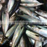 hot sale grade A horse mackerel