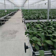 Tidal Irrigation Mobile Seedbed thumbnail-3