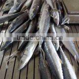 FROZEN SPANISH MACKEREL thumbnail-2