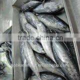BQF Frozen Bonito Fish