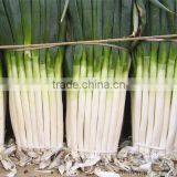 SXGO No.1 Chinese High Yield Shallot Seeds