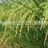 Rice Flour thumbnail-3