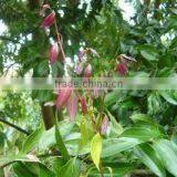 Cinnamon Oil (Cinnamomum Zylanicum) thumbnail-2