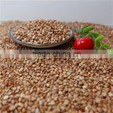 High Quality Roasted Buckwheat Kernel Price thumbnail-4