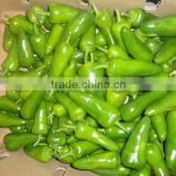 GREEN CHILLI