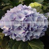 Wholesale Cheap Fresh Cut Hydrangea Flowers thumbnail-5