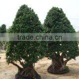 Ficus Microcarpa/Ficus Bonsai/Ficus Tree