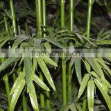 SJ Leek Arrangement of Bamboo With Encryption Leaves thumbnail-5