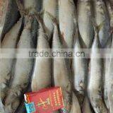 New Arrival Seafood Frozen Fish Pacific Mackerel Prices thumbnail-2