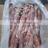 Japanese Sushi Dishes Illex Squid thumbnail-1