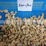 Frozen Short Neck Clam Meat thumbnail-4