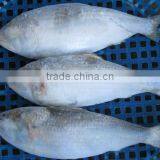 FROZEN SARDINE FISH/ SHAD FISH/ SIZE 4/6 thumbnail-4