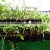 Grow Cube thumbnail-1