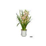 Sell Cymbidium Orchid thumbnail-1