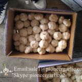 New Crop Chinese 5cm Pure White Fresh Garlic small packing in box