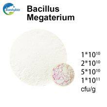 Bacillus Megatherium thumbnail-2