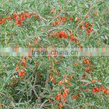 Ningxia Goji Berry 2016 thumbnail-1