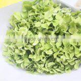 Fresh Crazy Selling Fresh Hydrangea Export From China thumbnail-3