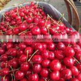 Bagged China Fresh Cherries High Quality thumbnail-2
