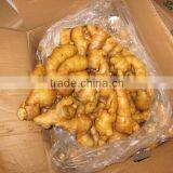 VIETNAM FRESH GINGER thumbnail-1