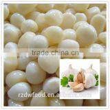 New Crop High Quality Frozen Garlic thumbnail-1