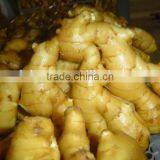 Fresh Washed Ginger thumbnail-6