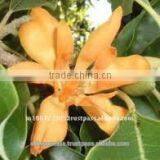 Chamapaca Red Absolute Oil thumbnail-2