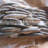 Frozen HORSE Mackerel(200-300G) thumbnail-1