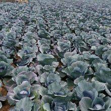 Heat Resistant f1 Hybrid Cabbage Seeds thumbnail-5