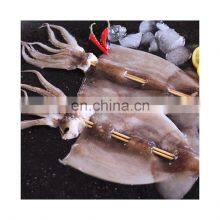 Good Quality Frozen Clean Squid Fillet String for Export