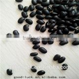 Chinese black kidney beans factory,2014 crop