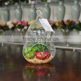 Wholesale Boyu Hanging Terrarium Succulent Plants Tropical Plants thumbnail-1