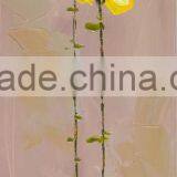 Flower--60003008 thumbnail-1