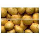 Fresh Holland Potato thumbnail-1