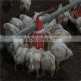 Automatic Feeders for Chickens