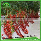 Greenhouse Hydroponics Systems for Sales thumbnail-1