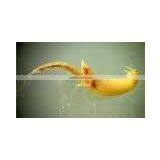 Wholesale Shrimp thumbnail-1