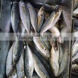 Frozen Seafood Horse Mackerel New Fish Horse Mackerel thumbnail-2