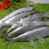 Canned Sardine Fish thumbnail-1