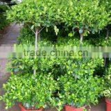 Ficus Panda 3 Steps Topiary Plant for Landscaping thumbnail-1