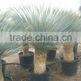 Yucca Rostrata thumbnail-4