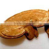 Duan Wood Reishi,Ganoderma Lucidum