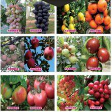 Factory Price Auxin S-abscisic Acid S-ABA 90%TC Plant Growth Regulator thumbnail-2