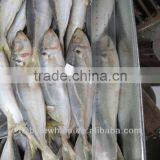 60-70g Small Size 40-50g Horse Mackerel