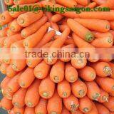 FRESH CARROT GOOD QUALITY FROM VIET NAM thumbnail-2
