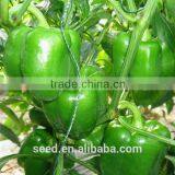 New-bred Sweet Pepper Seeds SXP No.3