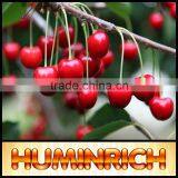 FAQ 9--What Should Pay Attention To Cultivation Of Cherries? thumbnail-2