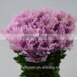 For Birthday Decoration Decor Chrysanthemum With 10 Stems/Bundle Mini Fresh Chrysanthemum With 0.5kg/Bundle Chrysanthemum Pink C thumbnail-4