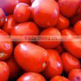 Pusa Ruby Tomato thumbnail-3