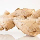 Hot Sale Organic 2016 Fresh Ginger thumbnail-3